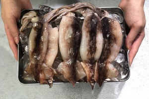 포항창고 - 급냉 통오징어 1kg/ 통찜으로 즐기는 오징어!