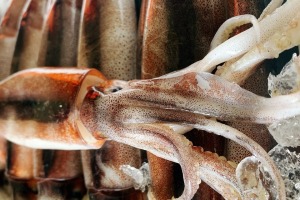 [당일생물] 군산창고 - 생물 물갈퀴 오징어 5미/ 빅 사이즈의 물오징어!