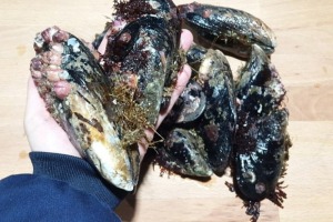 [당일생물] 인천창고 - 대 담치 2kg/ 뽀얀 국물과 감칠맛!