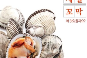 단독[책임김기범] - 벌교 활 새꼬막 1kg/ 벌교 토양좋은 갯뻘 새꼬막