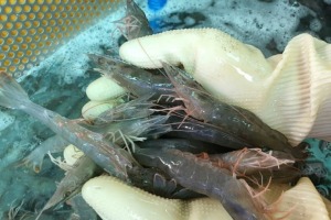 [당일생물] 통영창고 - 진짜 활새우 1kg/ 진짜 살아있는 새우가 왔습니다