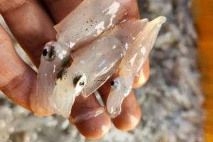 [당일생물] 인천창고 - 연안 생물 호래기 500g/ 멈출수 없는 맛 생물 호래기