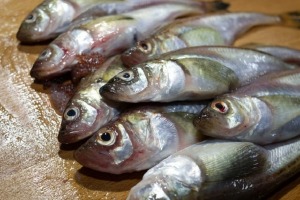 [당일생물]동해창고 - 생물 알도루묵1kg/ 동해 인기 생선 도루묵!