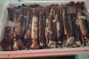 사천창고 - 급냉 못난이 오징어 1kg/ 못난이 오징어입니다.